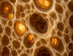 Carbohydrates — Sustained Energy
